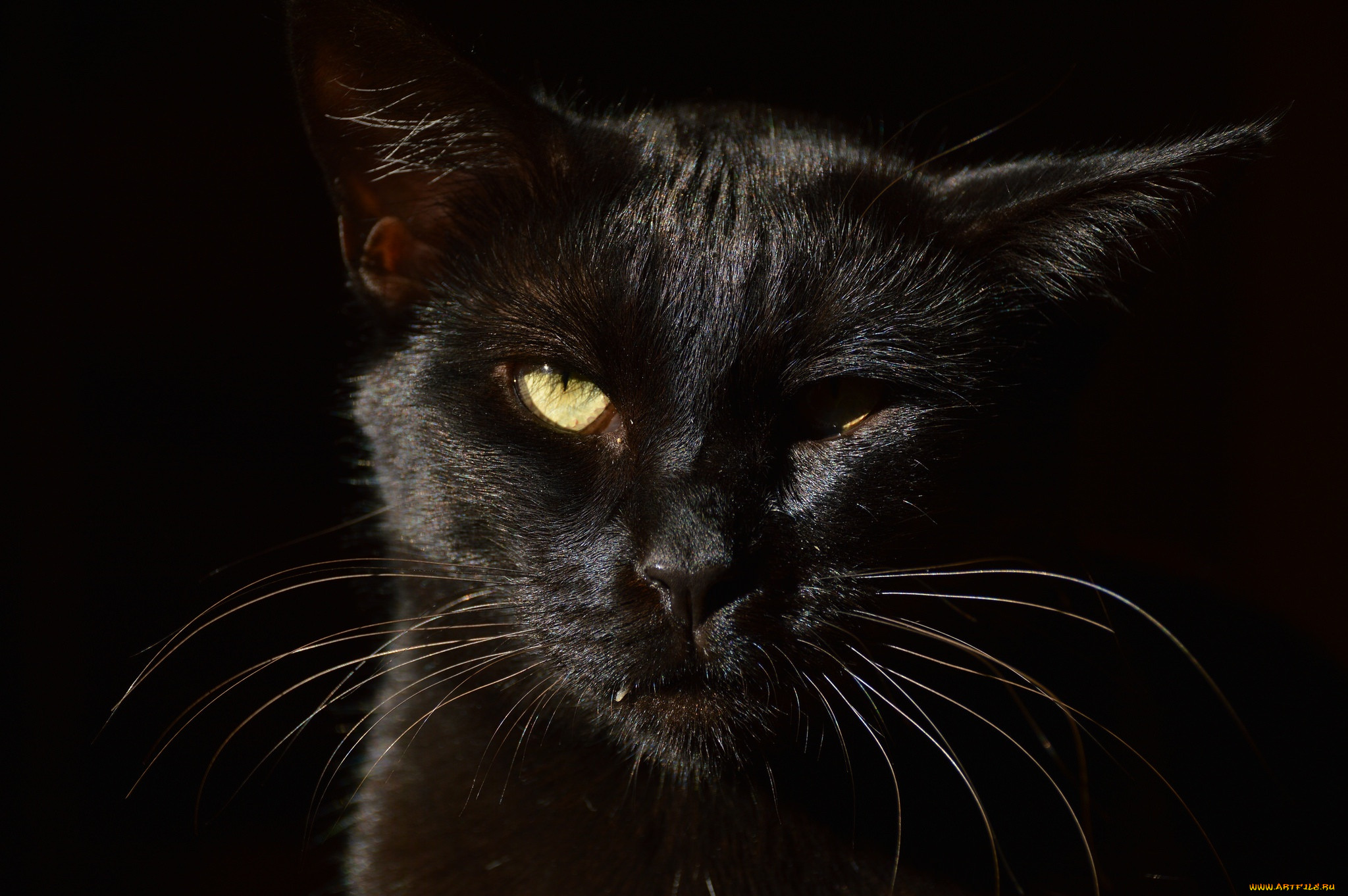 ��������, ����, ���, �����